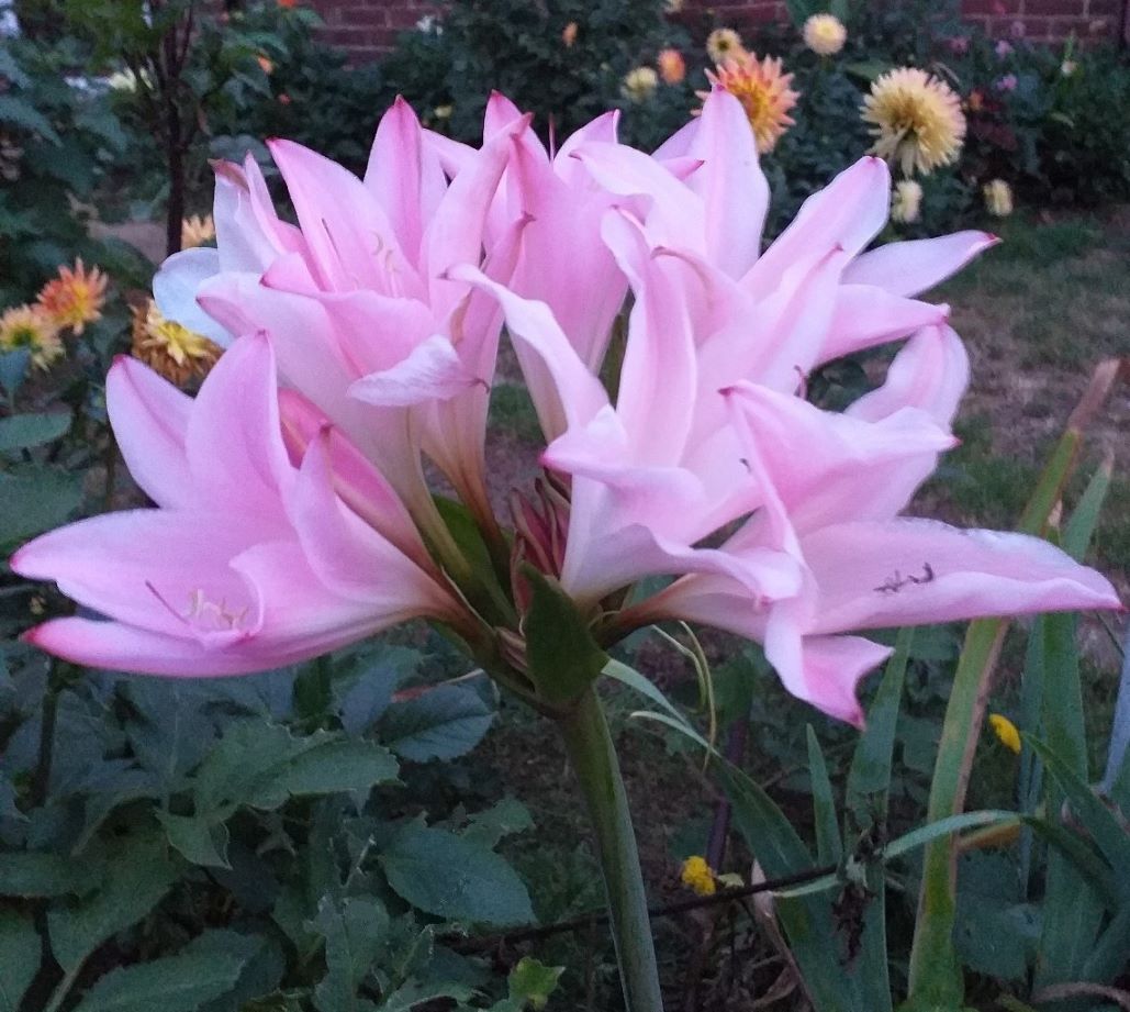 Buy Quality Amarcrinum Howardii Bulbs | Anglia Bulb Company.