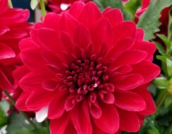 Dahlia Garden Wonder