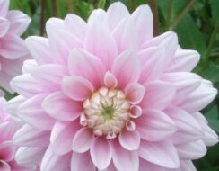 Dahlia Offshore Dream