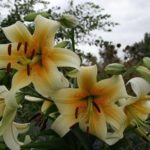 Lilium Mister Cas (tree lily) - Anglia Bulb Company