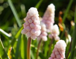 Muscari Pink Sunrise