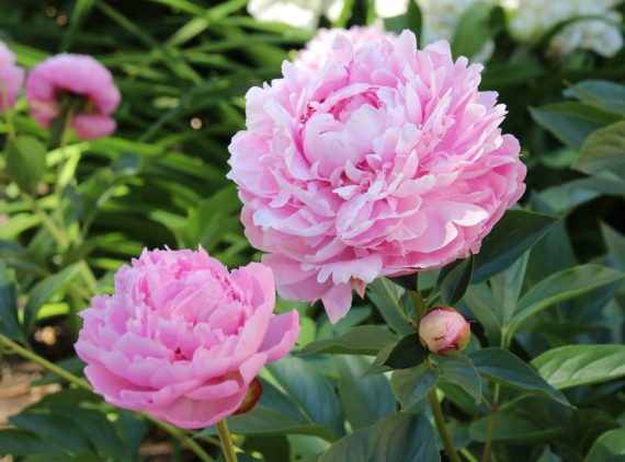 Paeonia - Peony Sarah Bernhardt - Anglia Bulb Company