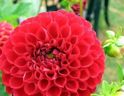 Dahlia Red Cap