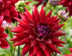 Dahlia Wittemans Best