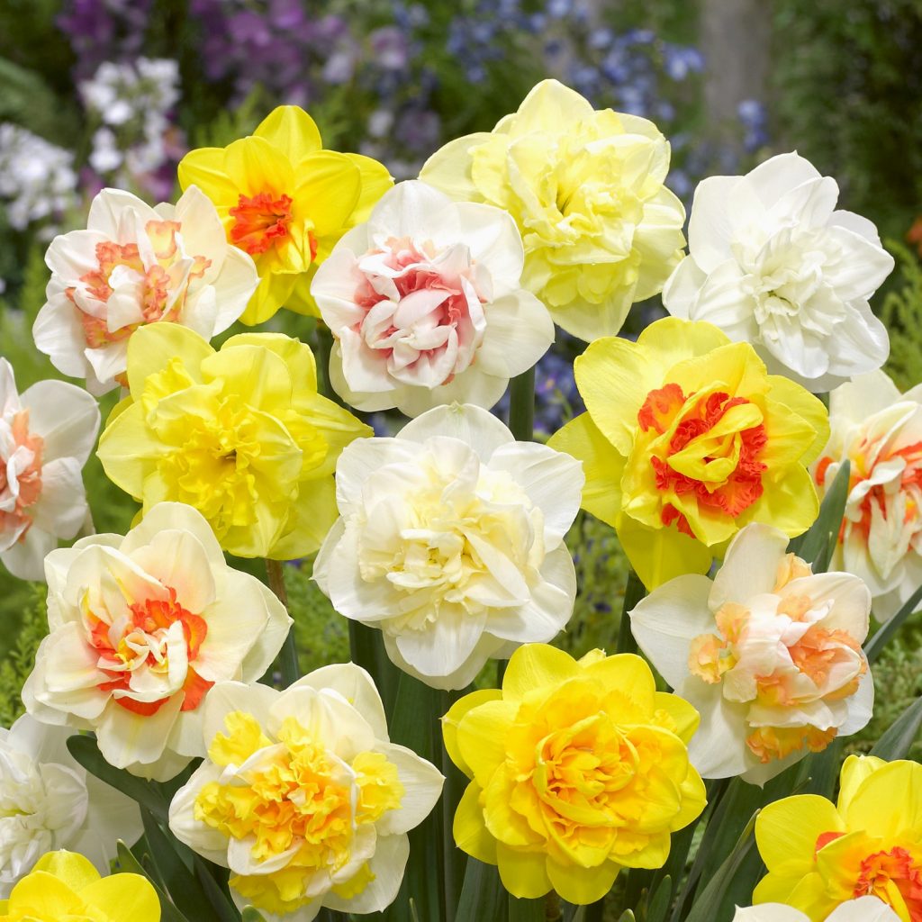 Narcissus Double Mix Anglia Bulb Company