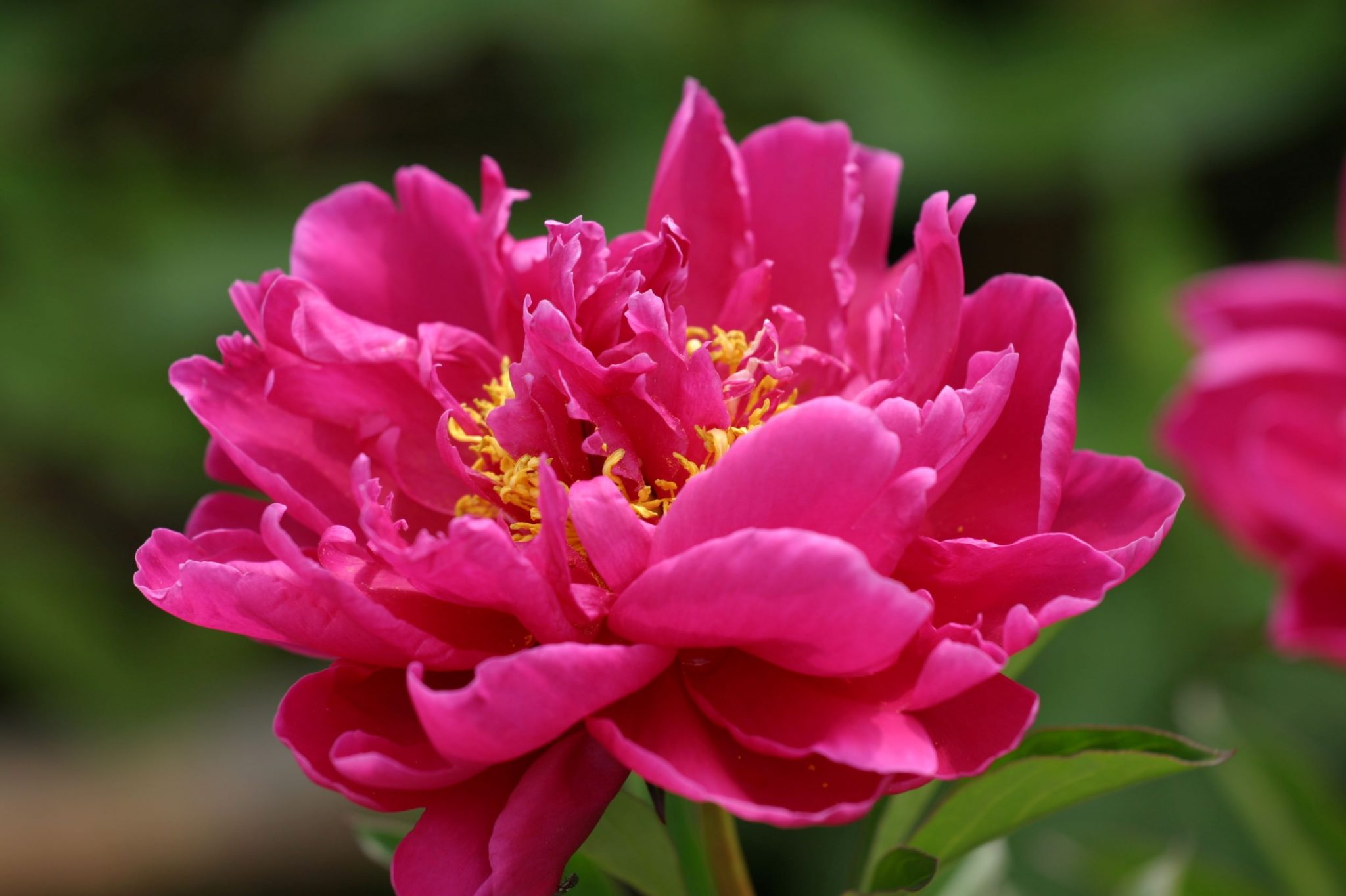 Paeonia - Peony Karl Rosenfield - Anglia Bulb Company