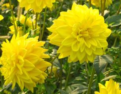 Dahlia Golden Emblem