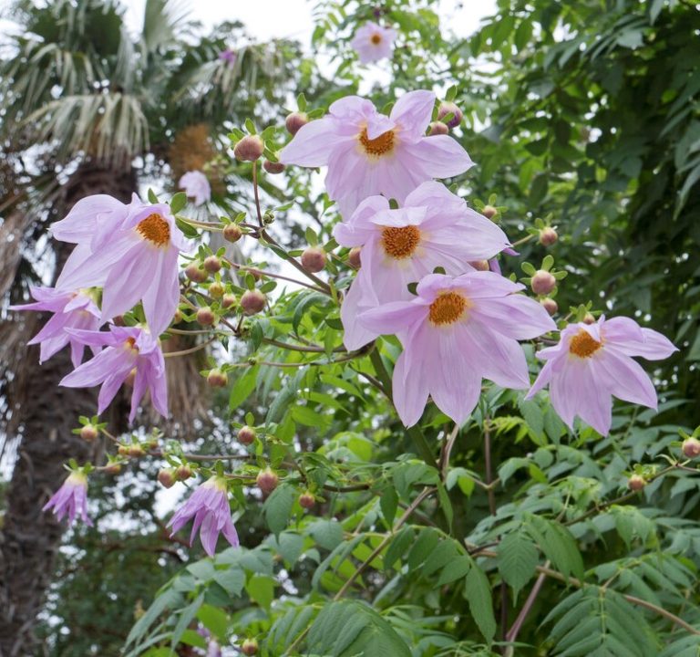 Dahlia Imperialis - Anglia Bulb Company