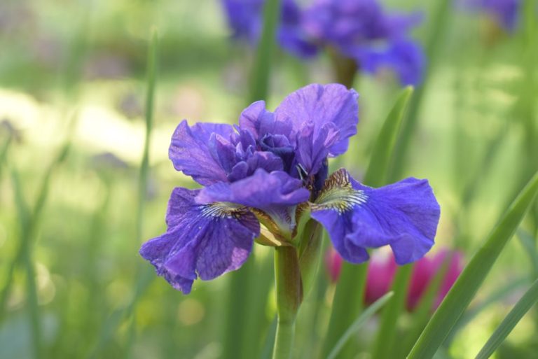 Iris Sibirica 'Concord Crush' - Anglia Bulb Company