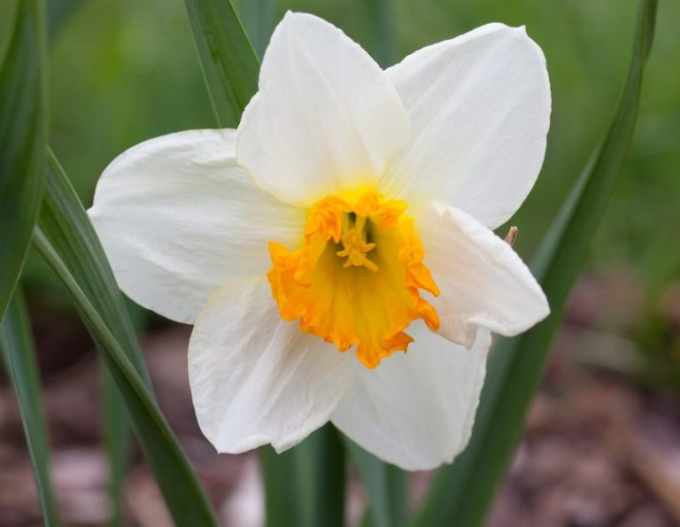 Narcissus Sempre Avanti - Anglia Bulb Company