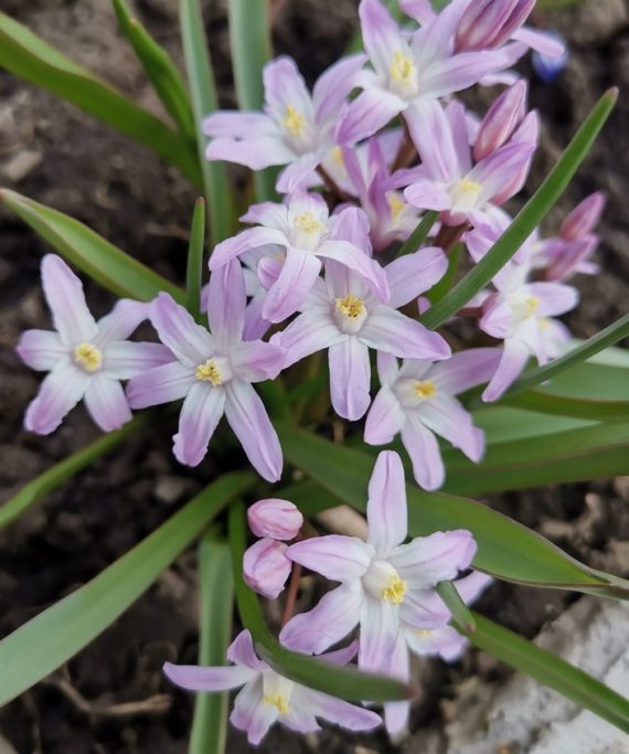 Chionodoxa Rose Queen - Anglia Bulb Company