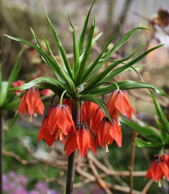 Fritillaria Red Beauty - Anglia Bulb Company