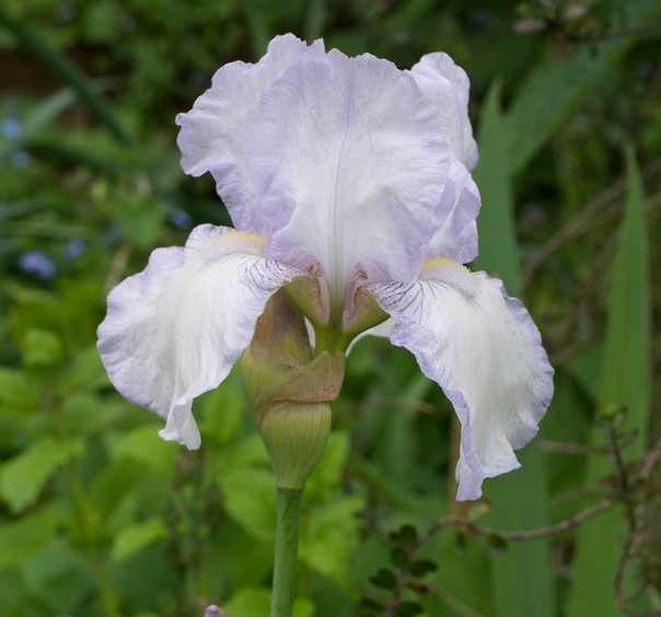 Iris Germanica 'English Cottage' - Anglia Bulb Company