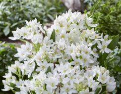 Ornithogalum White Trophy