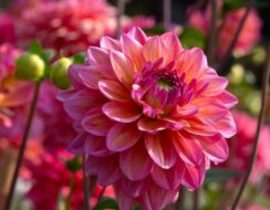 Dahlia Great Silence