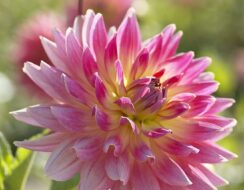 Dahlia Magic Sunrise