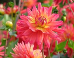 Dahlia Rainbow Silence