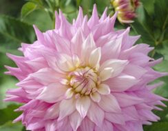 Dahlia Sir Alf Ramsey