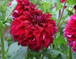 Dahlia Spartacus